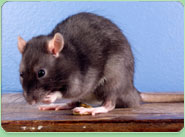 rat control Camborne