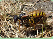 wasp control Camborne